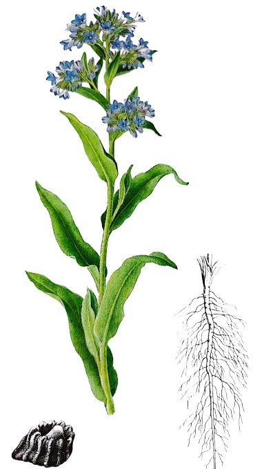 Buglosse officinale
